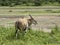 Eland Antelope on the Serengeti Plain