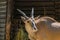 Eland Antelope (Taurotragus oryx) at the hay tray