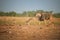 Eland antelope,Taurotragus oryx, largest and heaviest antelope in Africa, male with twisted horns walking in front of springboks