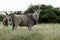 Eland, Antelope, Walking in grass, Kwazulu Natal, South Africa