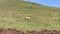 Eland antelope walks through the green meadows. Long shot. Tarangire National Park.