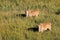 Eland antelopes in grassland