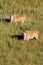 Eland antelopes in grassland