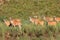 Eland antelopes in natural habitat