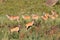 Eland antelopes in natural habitat