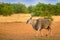 Eland anthelope, Taurotragus oryx, big brown African mammal in nature habitat. Eland in green vegetation, Kruger National Park,