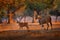 Eland anthelope, Taurotragus oryx, big brown African mammal in nature habitat. Eland in green vegetation, Mana Pools NP. Wildlife