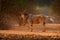 Eland anthelope, Taurotragus oryx, big brown African mammal in nature habitat. Eland in green vegetation, Mana Pools NP, Zimbabwe