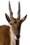 Eland Antilope alcina white background isolated