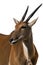 Eland Antilope alcina white background isolated