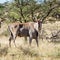 Eland Bull