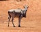 Eland Bull