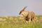 Eland Bull