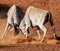 Eland Bulls