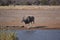 Eland in Etosha national park