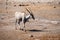 Eland at Etosha National Park, Namibia