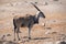 Eland at Etosha National Park, Namibia