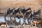 Eland at Etosha National Park, Namibia