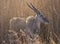 Eland female standing in reeds