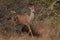 Eland gazelle emerges from Acacia trees