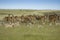 Eland and Grant`s gazelles, Kenya