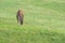 Eland grazing in the grass