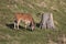 Eland grazing by stump