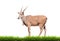 Eland with green grass isolated