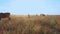 Eland. Group of antelopes in the steppe, aerial view