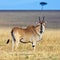 Eland - the largest antelope in Africa