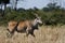 Eland, Masai Mara