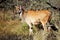 Eland, Mkhaya Game Reserve, Swaziland