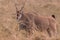 Eland portrait antelope grazing at Maasai Mara National Reserve