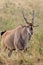 Eland portrait antelope grazing at Maasai Mara National Reserve in kenya