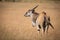 Eland standing in long grass turns head