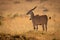 Eland stands on grassy plain facing left