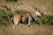 Eland stands in profile in long grass