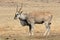 Eland, Taurotragus oryx