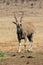 Eland, Taurotragus oryx