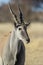 Eland ( Tragelaphus oryx) Kgalagadi Transfrontier Park, South Africa