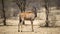 Eland ( Tragelaphus oryx) Kgalagadi Transfrontier Park, South Africa