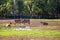 Elands Grazing With Birds