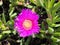 Elands Sourfig, Carpobrotus acinaciformis, succulent perennial