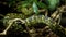 Elaphe carinata, the king ratsnake, in vegetation at the Dallas City Zoo in Texas.