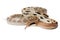Elaphe taeniura snake isolated on white background