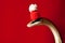 Elaphe taeniura snake in red christmas hat on red