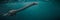 Elasmosaurus, plesiosaur from the Late Cretaceous period, one of the longest necked animals to have ever lived, 3d science