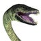 Elasmosaurus Reptile Head