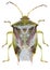 Elasmostethus interstinctus bug specimen