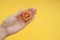 Elastic band spring for hair in hands, orange on a yellow background